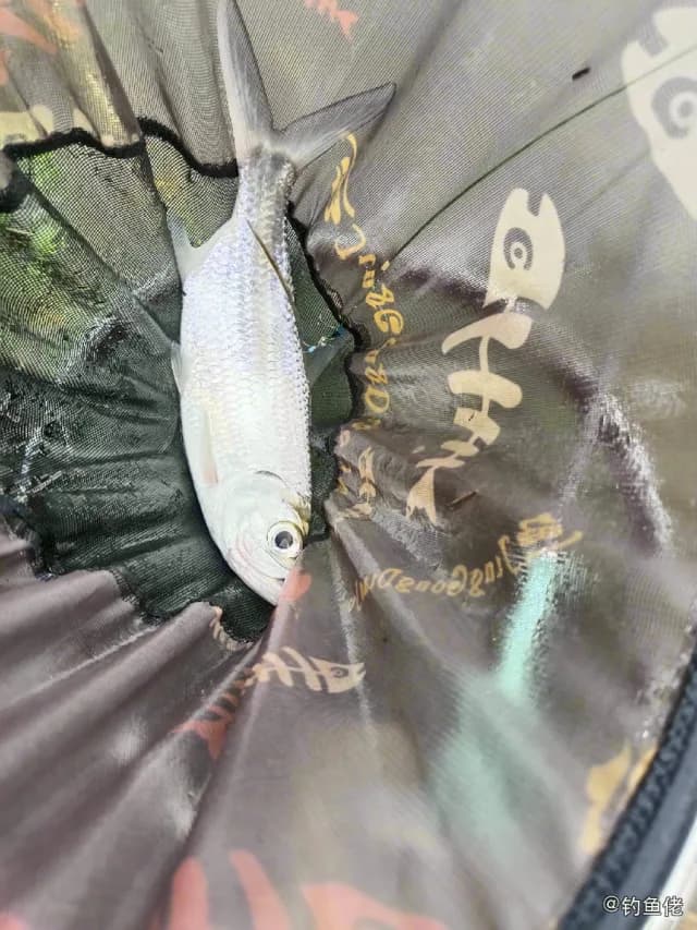 大海鲢钓获 珠海市 0.9kg