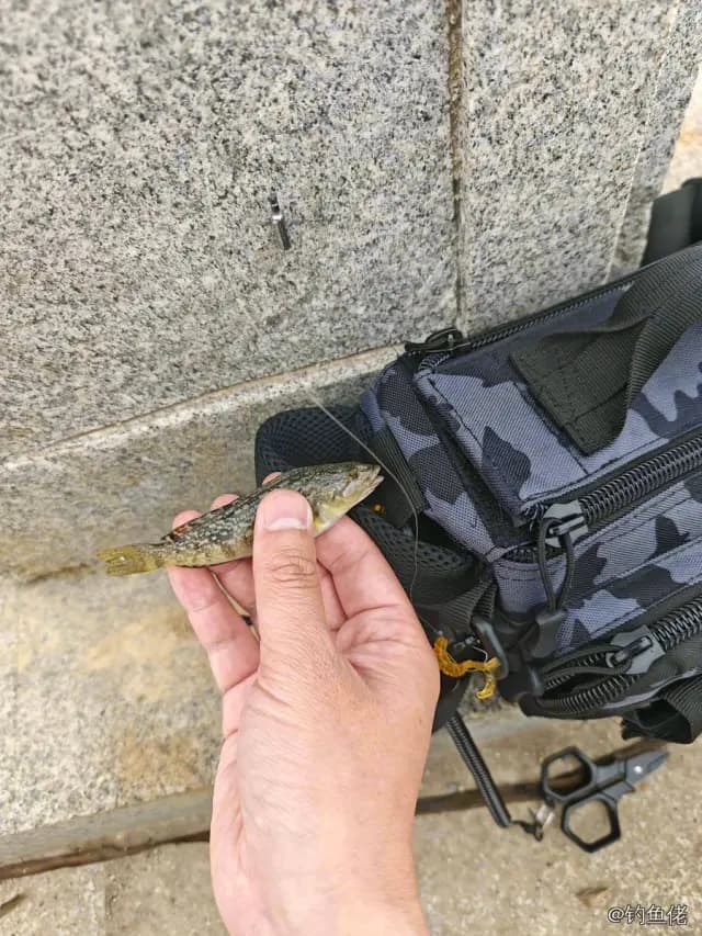 大泷六线鱼钓获 大连市 0.05kg