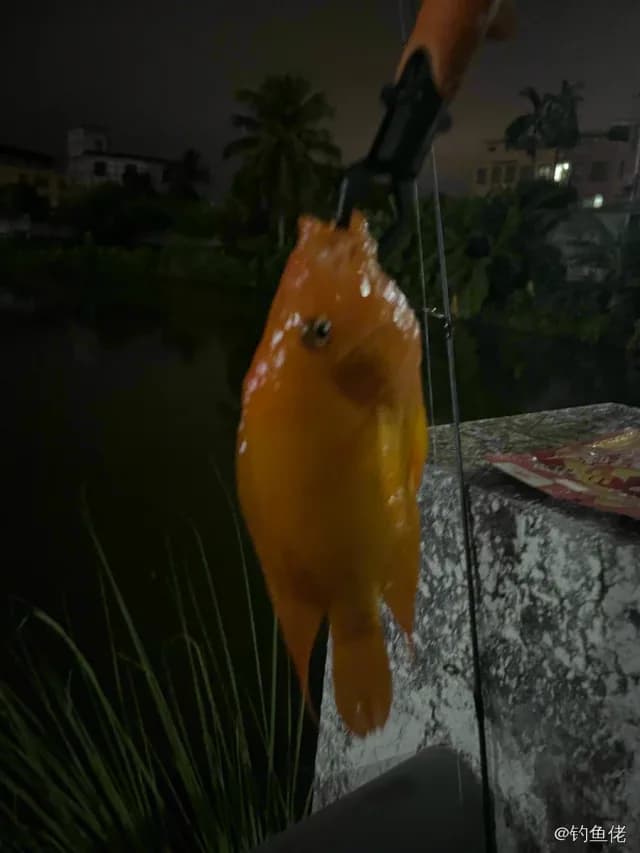 点额丝足鲈钓获 海口市 0.8kg