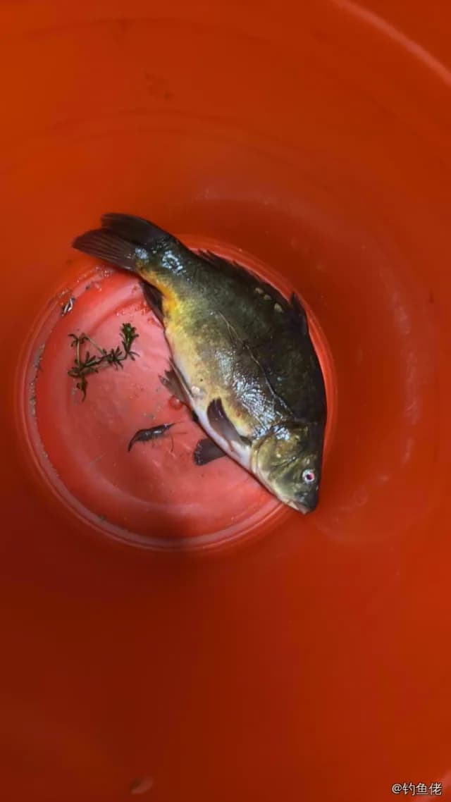 丁鱥钓获 沈阳市 0.75kg