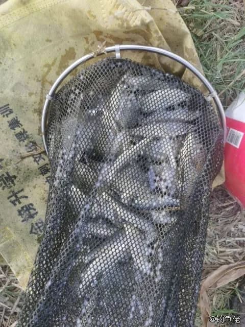 东方宽箬鳎钓获 亳州市 0.1kg