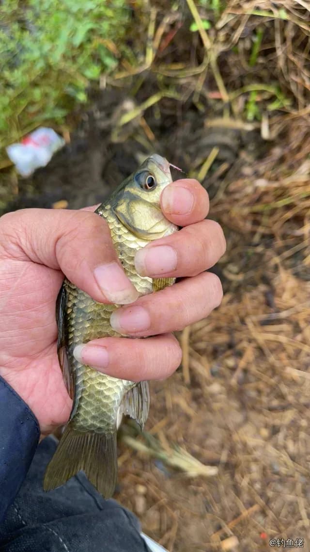 东方墨头鱼钓获 安庆市 0.01kg