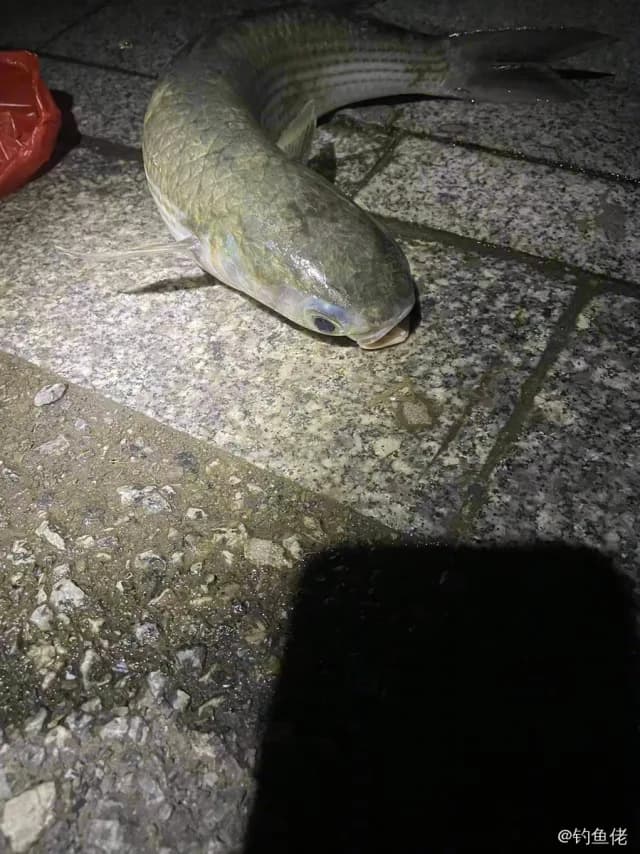 东方墨头鱼钓获 佛山市 0.6kg