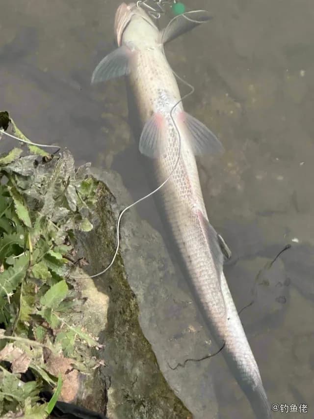 短头亮鲃钓获 三明市 2.3kg