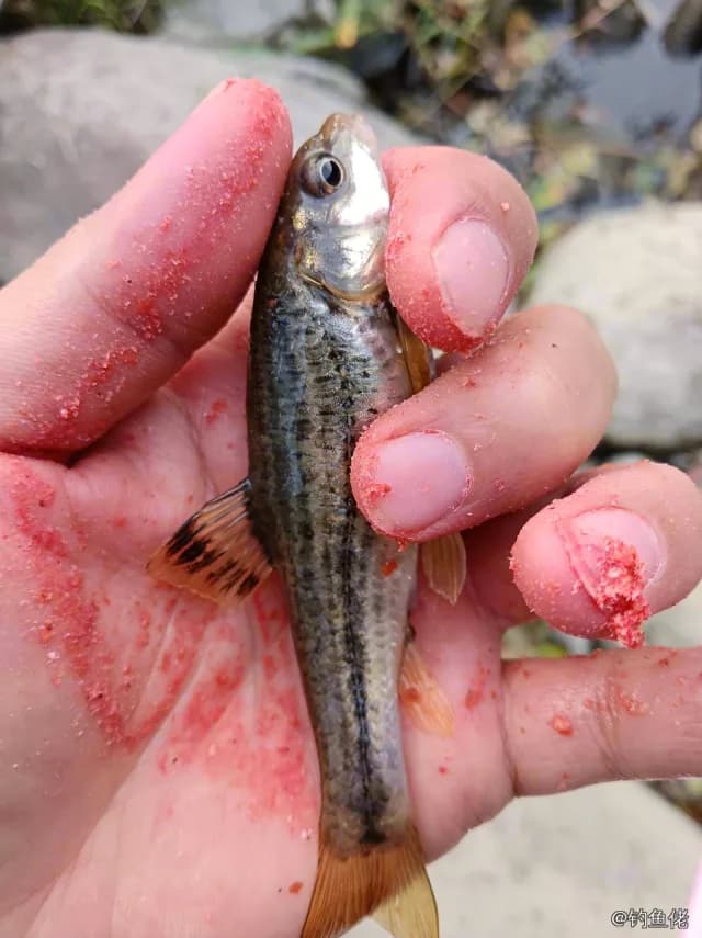 短须颌须鮈钓获 汉中市 0.01kg