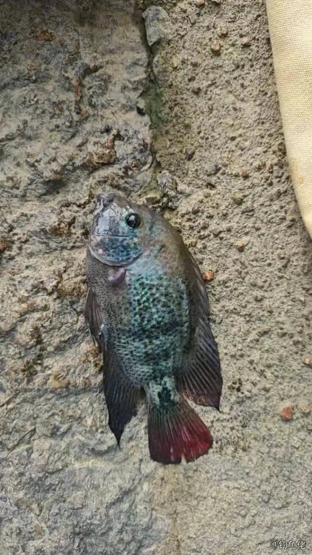 粉红副尼丽鱼钓获 福州市 0.4kg