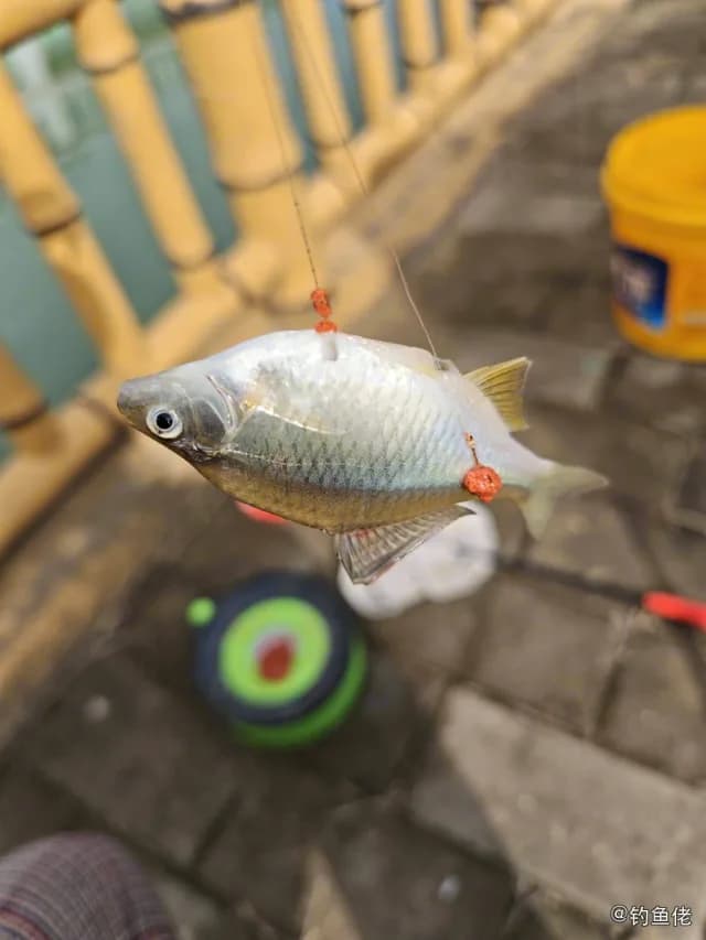 高体鳑鲏钓获 九江市 0.3kg