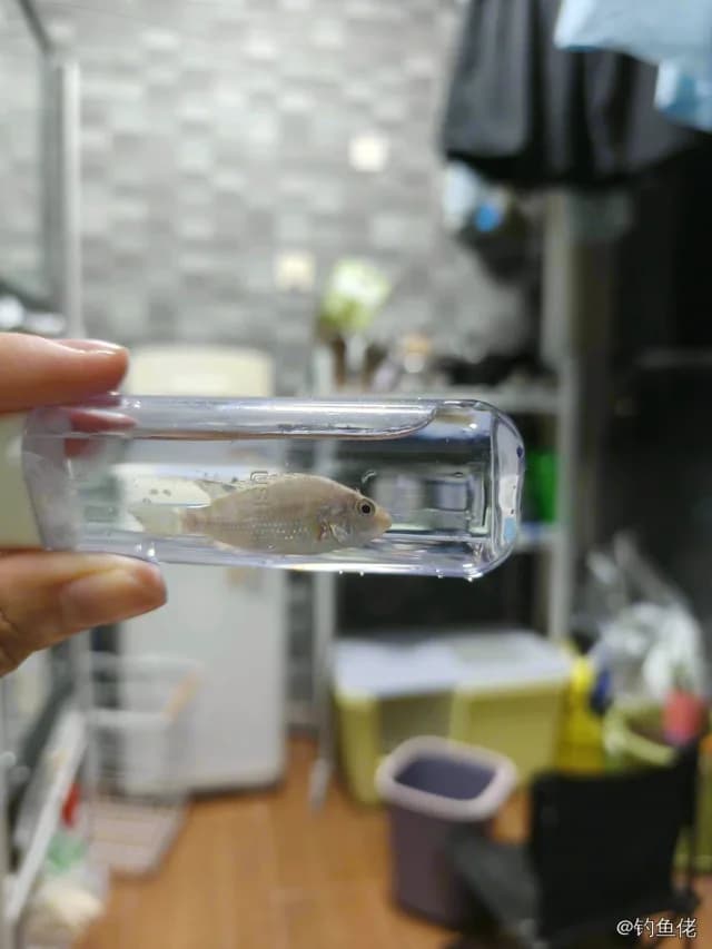 赫氏萎鳃丽鱼钓获 深圳市 0.1kg