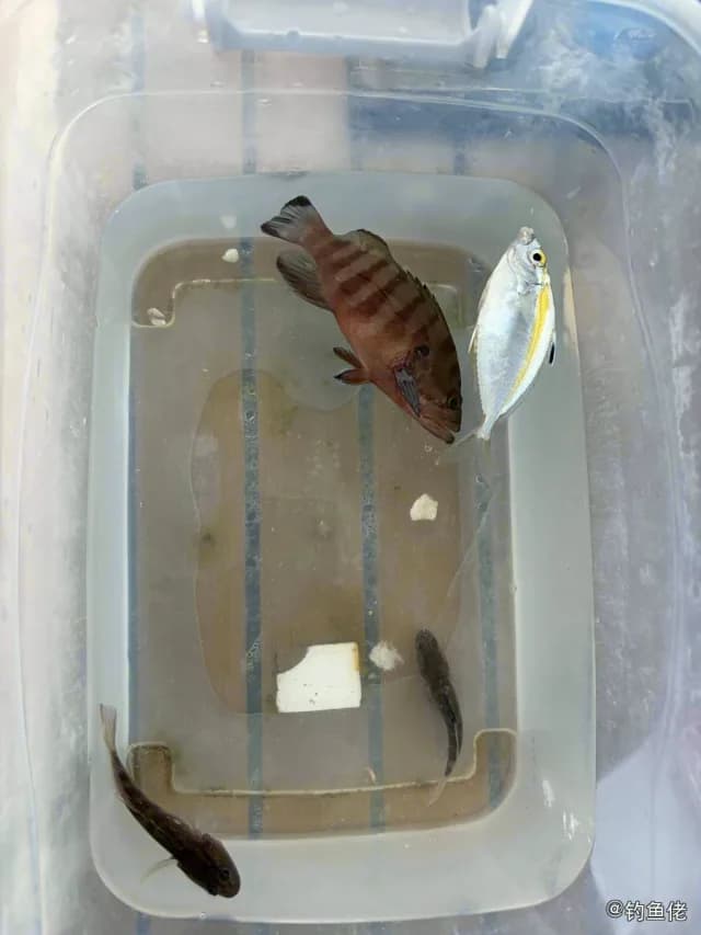 横纹九棘鲈钓获 三亚市 0.05kg
