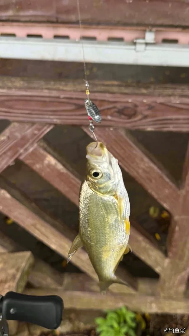 红鳍鲌钓获 东莞市 0.9kg