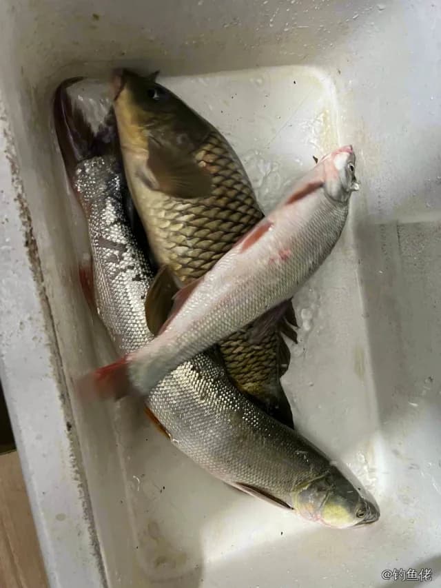 红鳍鲌钓获 上海市 0.7kg
