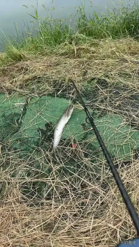 胡子鲇钓获 杭州市 1.1kg