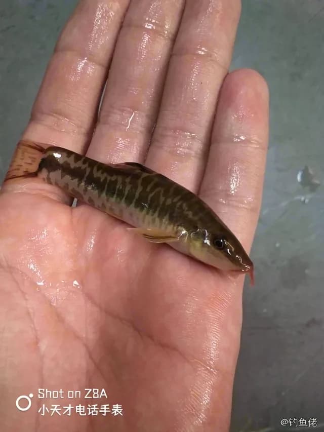 花斑副沙鳅钓获 深圳市