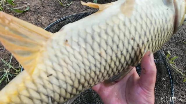 花斑拟鳞鲀钓获 绵阳市 0.2kg
