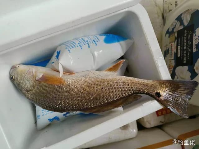 黄姑鱼钓获 东莞市 0.6kg