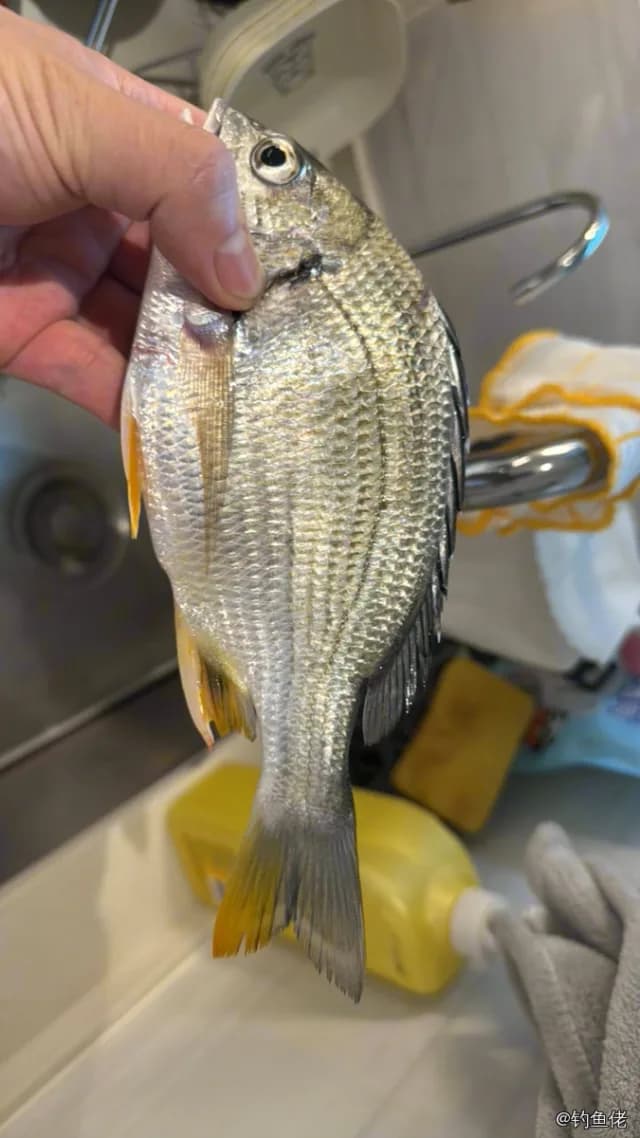 黄鳍棘鲷钓获 深圳市 0.8kg