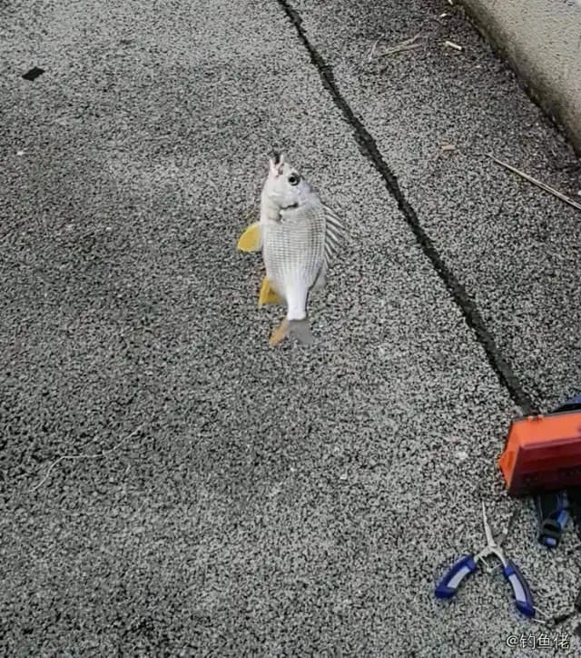 黄鳍棘鲷钓获 广州市 0.15kg