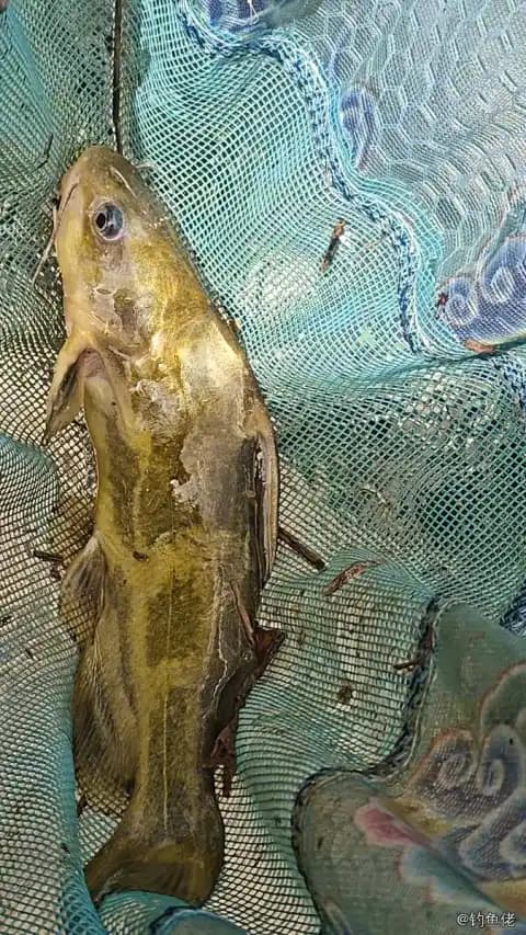 黄颡鱼钓获 南平市 0.1kg