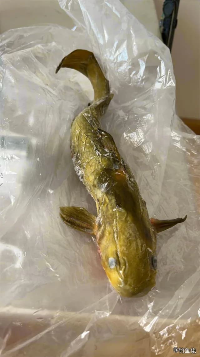 黄颡鱼钓获 安康市 0.5kg