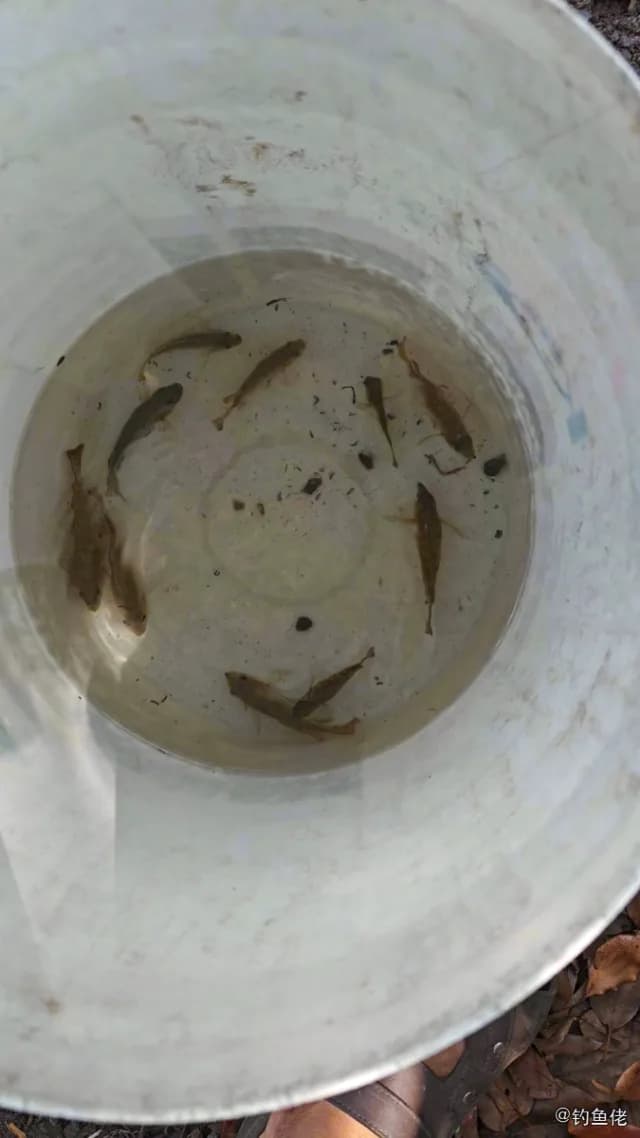 吉利非鲫钓获 温州市 0.03kg