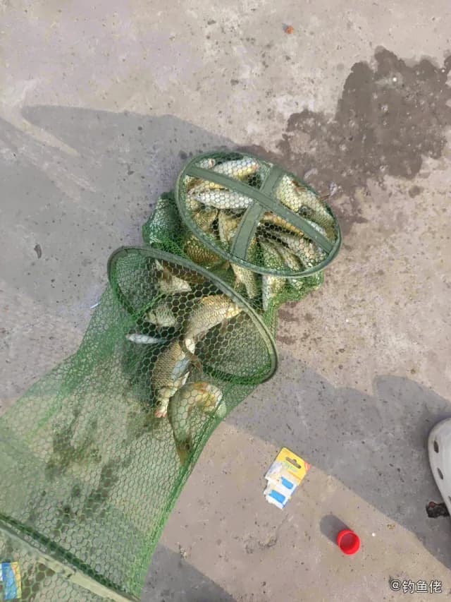 鲫鱼钓获 石家庄市 0.3kg