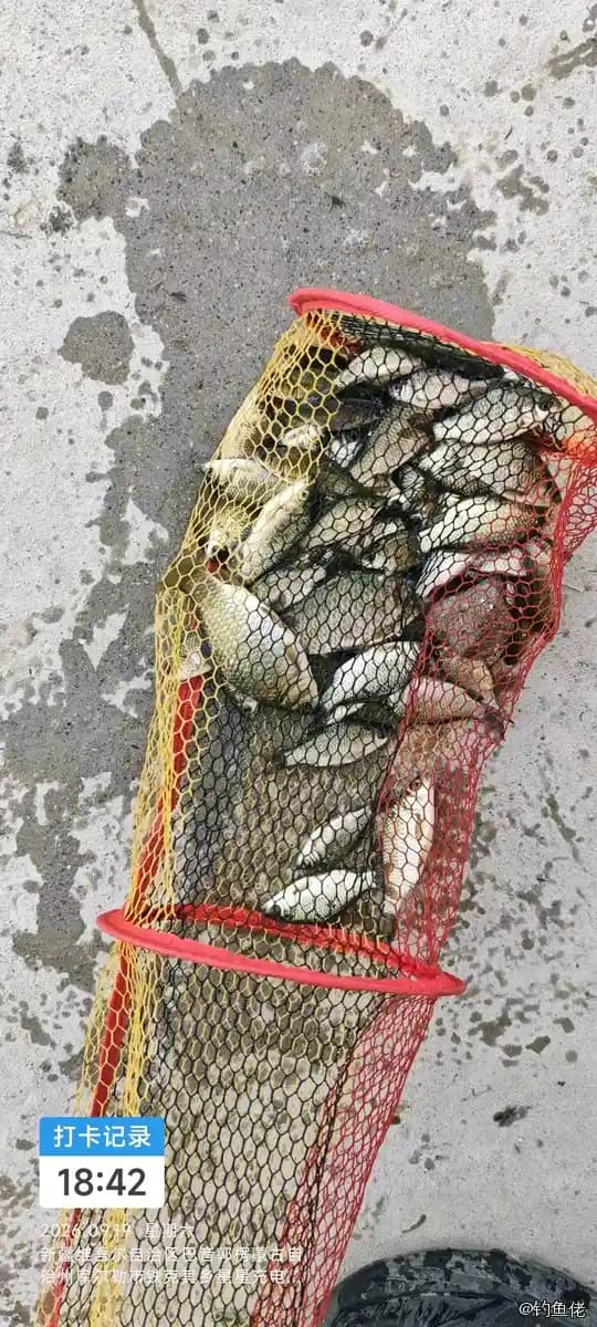 鲫鱼钓获 巴音郭楞蒙古自治州 0.1kg