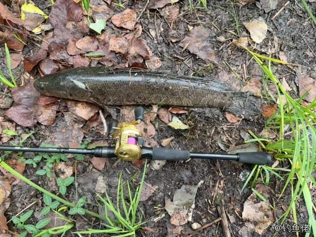 尖头塘鳢钓获 北京市 0.03kg
