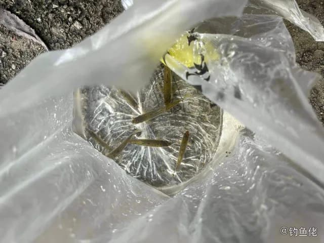 剑尾鱼钓获 绵阳市