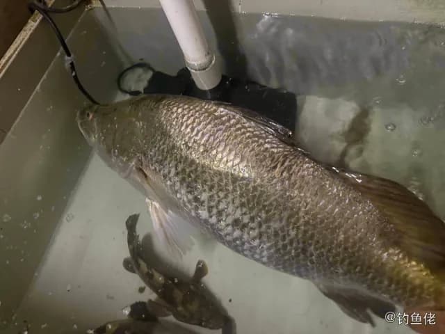 尖吻鲈钓获 珠海市 7.6kg