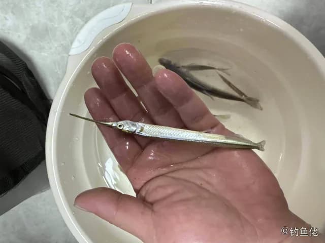 间下鱵鱼钓获 杭州市 0.8kg
