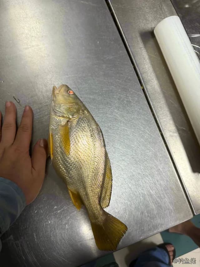 叫姑鱼钓获 温州市 1kg