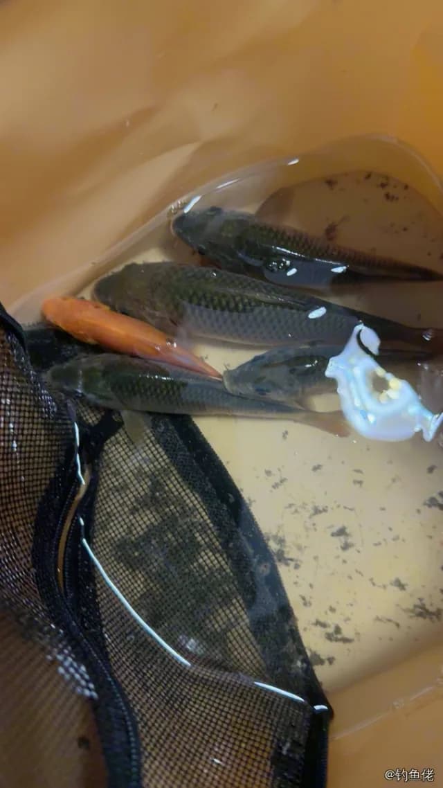 锦鲤钓获 广州市 0.2kg