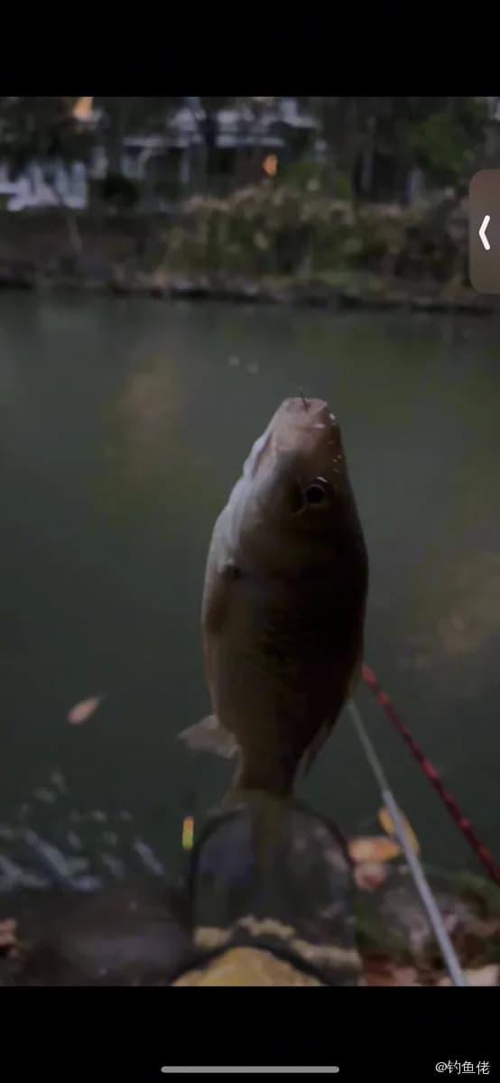 锦鲤钓获 上海市 4kg