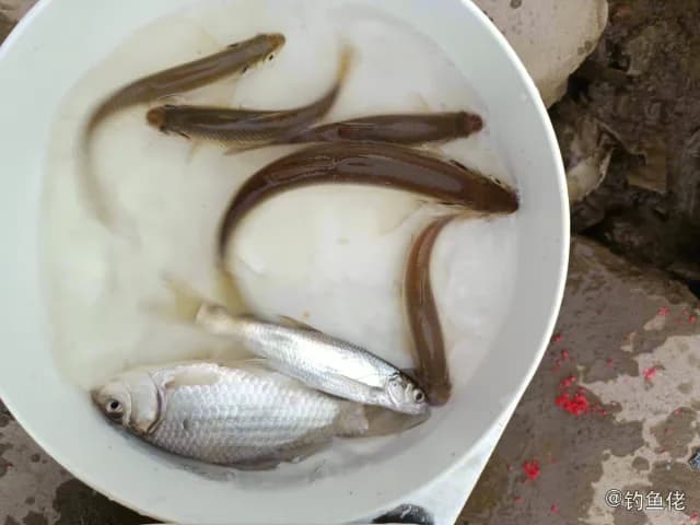 金色小沙丁鱼钓获 衡水市 0.3kg