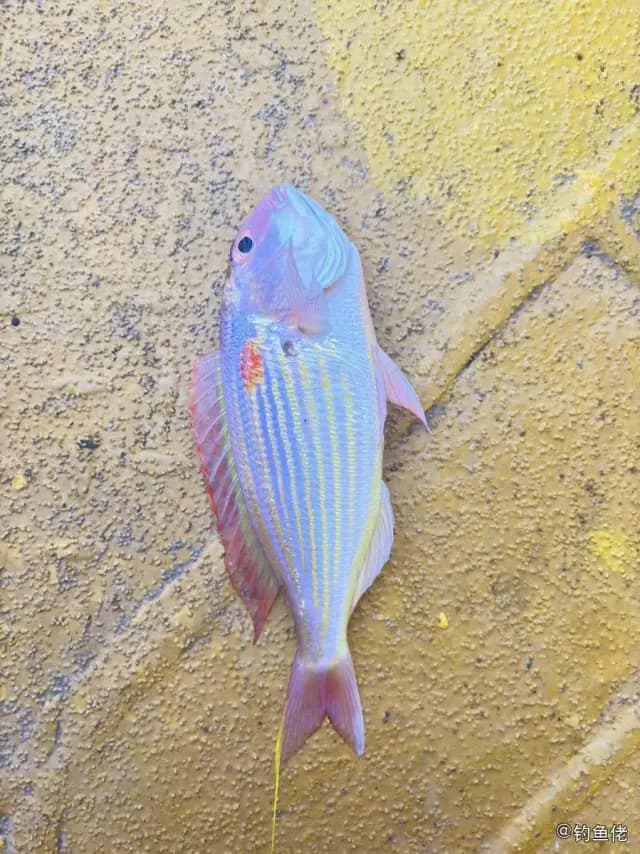 金线鱼钓获 温州市 0.5kg