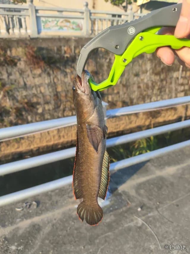 宽额鳢钓获 揭阳市 0.4kg