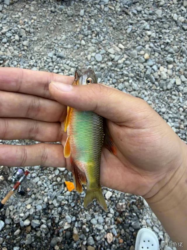 宽鳍鱲钓获 新乡市 0.3kg