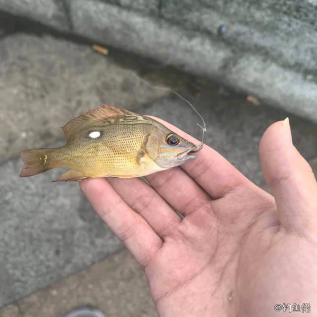 蓝点笛鲷钓获 汕头市