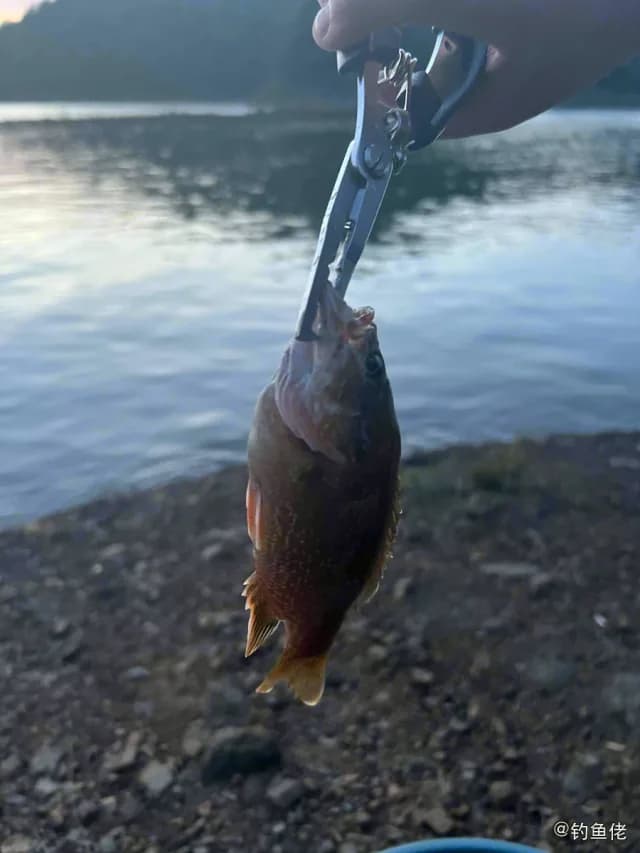 蓝太阳鱼钓获 贵阳市 0.7kg