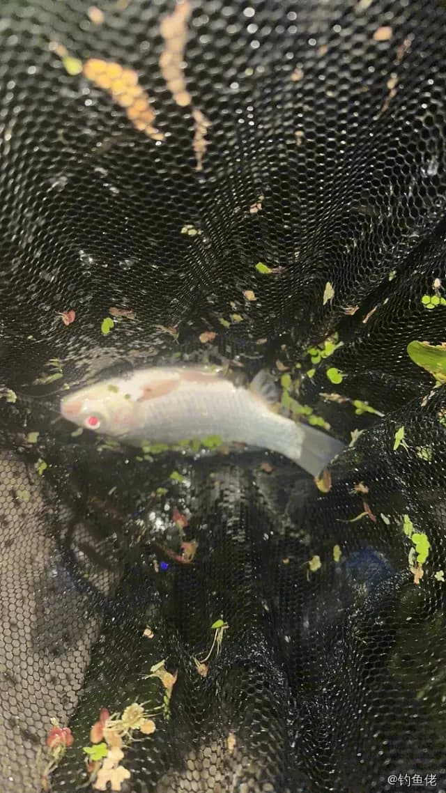 蓝头绿鹦嘴鱼钓获 合肥市 0.15kg