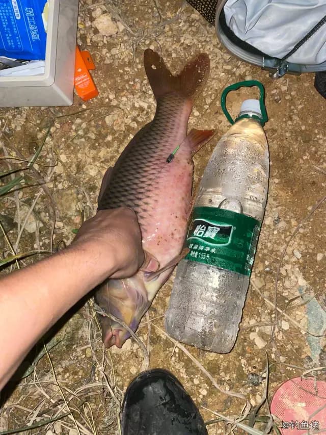 蓝头绿鹦嘴鱼钓获 肇庆市 0.15kg