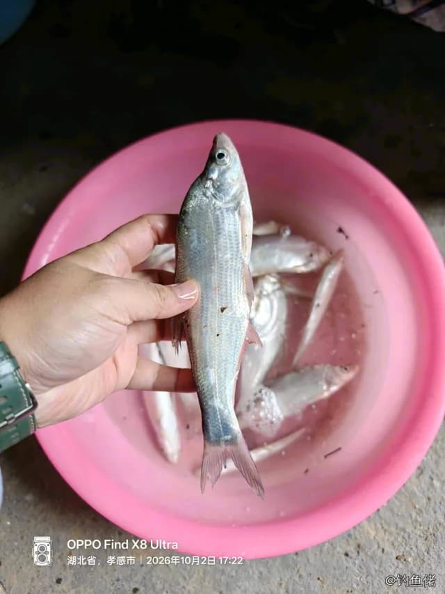 鳓鱼钓获 孝感市 0.1kg