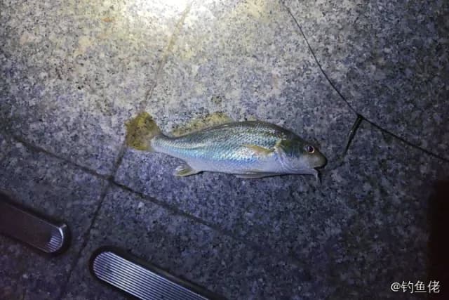勒氏枝鳔石首鱼钓获 珠海市 0.1kg
