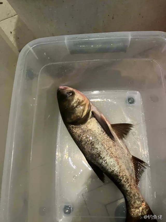 鲢鱼钓获 杭州市 4.5kg