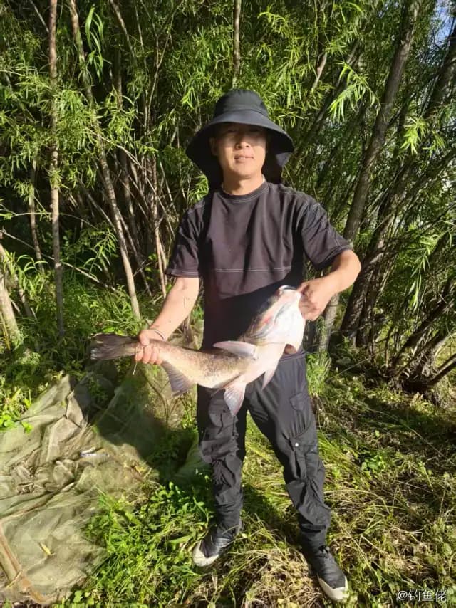 鲢鱼钓获 合肥市 12kg