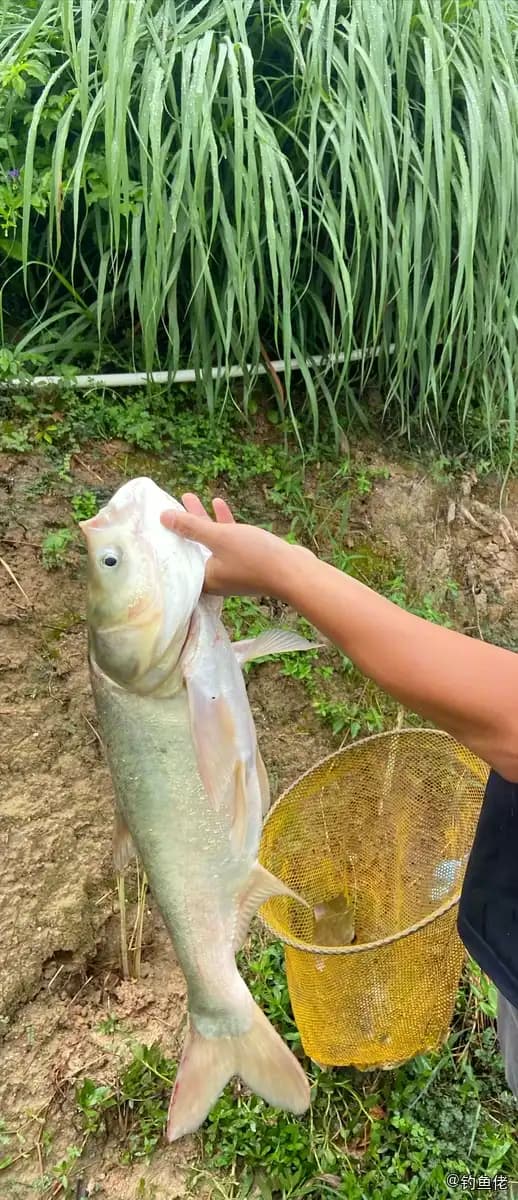 鲢鱼钓获 厦门市 2.5kg