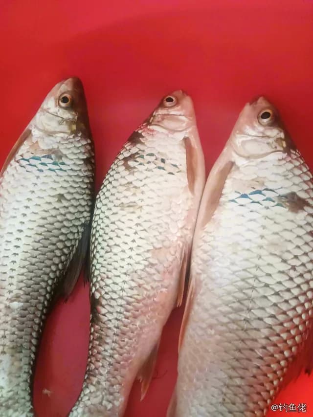 鲮鱼钓获 东莞市 0.8kg