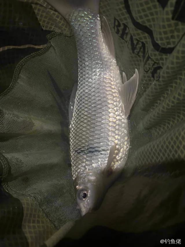 鲮鱼钓获 百色市 1.5kg