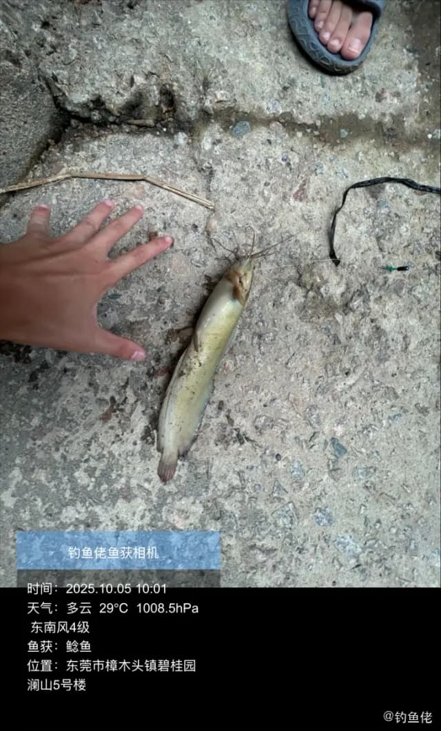 龙头鱼钓获 东莞市 0.6kg