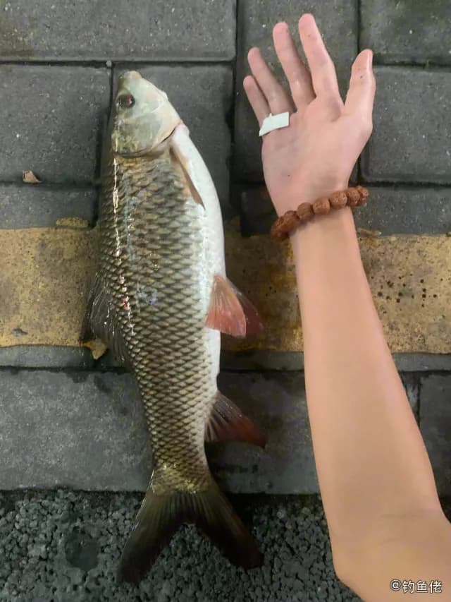 露斯塔野鲮钓获 深圳市 36kg